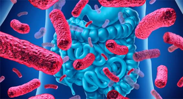 Dva saveznika zdravlja: kako pravilno koristiti probiotike i prebiotike